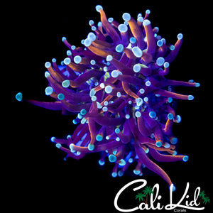 AQUACULTURED TEAL TIP TORCH