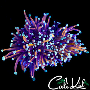 AQUACULTURED TEAL TIP TORCH LARGE