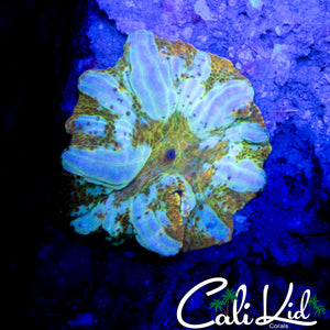 CK WHITE GHOST BOUNCE MUSHROOM