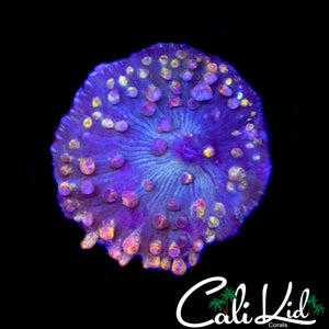 RARE RAINBOW ST THOMAS SHROOM