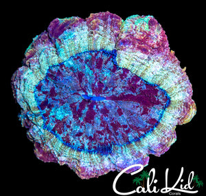 XL SHOW SIZE RAINBOW ACANTHO