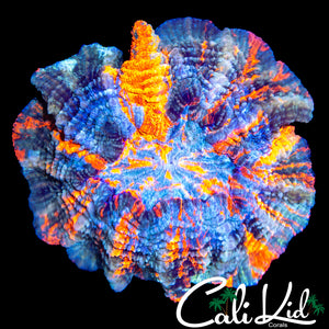 RAINBOW PATCHWORK ACANTHO