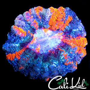 RARE 6 COLOR RAINBOW ACANTHO