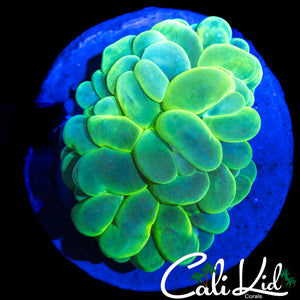BLINDING SUPER BUBBLE CORAL
