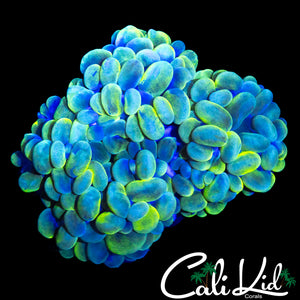 RADIOACTIVE BUBBLE CORAL