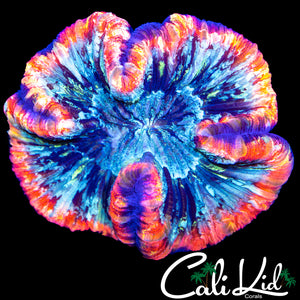 AMAZING RAINBOW RIM TRACHY