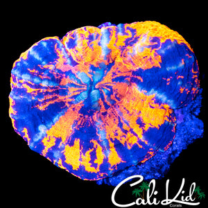 ULTIMATE PATTERN TRI COLOR SCOLY