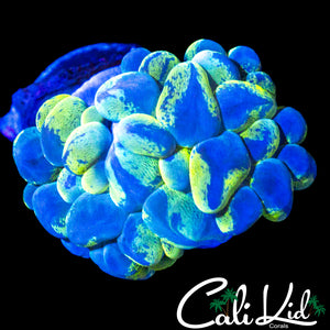RADIOACTIVE BUBBLE MINI COLONY