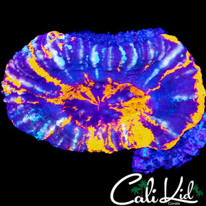 SUPER PATTERN TRI COLOR SCOLY