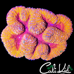 SC RAINBOW RIM SYMPHYLLIA