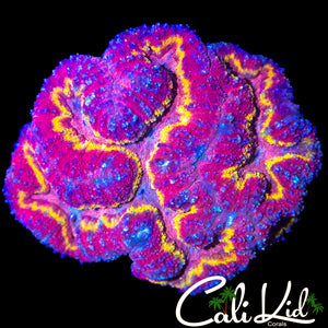 RAINBOW LIGHTNING BOLT SYMPHYLLIA