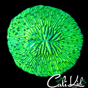 BLINDING NEON GREEN FUNGIA