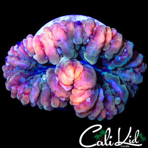 PEACH COBBLER BUBBLE CYNARINA