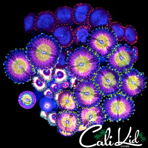 BEAUTIFUL ASSORTED ZOA COLONY