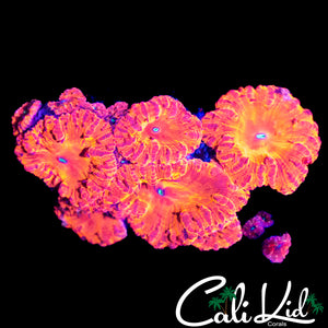 INDO RAINBOW BLASTO COLONY