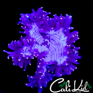 CK PHANTOM ELEGANCE