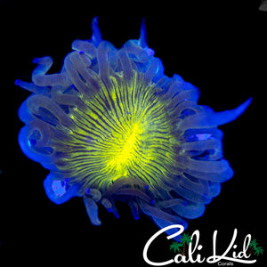 AQUACULTURED BLACK WIDOW ELEGANCE