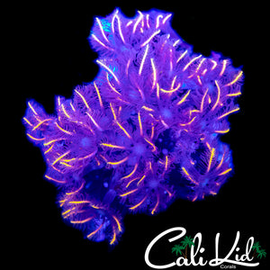 FIREWORKS CLOVES CHUNK