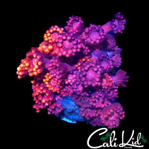 FLOWER PETAL MORPH GONI