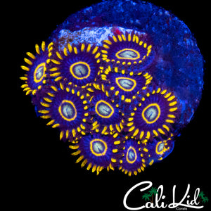 OG PURPLE HORNETS ZOA MINI COLONY