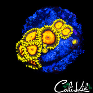 CK BLAZIN CAJUN ZOA MINI COLONY