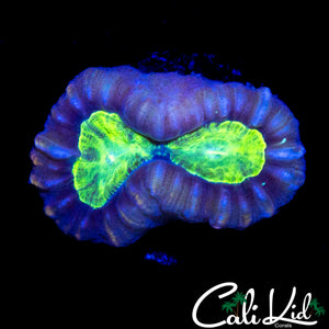 PURPLE RIM CANDY CANE DOUBLE