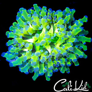 AQUACULTURED PURPLE / GREEN BRANCHING HAMMER
