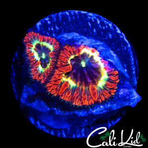 BEAUTIFUL INDO RAINBOW BLASTO DOUBLE