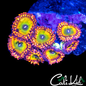 "CAR" TYPE ZOA MINI COLONY