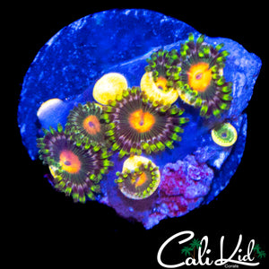 ASSORTED ZOAS