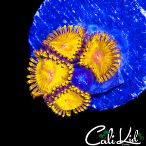 CK UNRELEASED ZOA QUAD