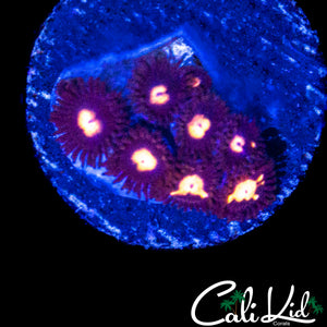 MYSTERY ZOA MINI COLONY
