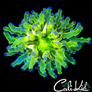 AQUACULTURED PURPLE / GREEN BRANCHING HAMMER