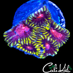 PINK HONEY COMB FAVIA