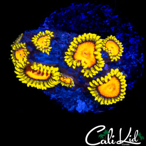 CK BLAZIN CAJUN ZOA MINI COLONY