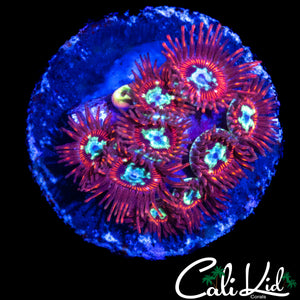 CK SPOTIFY ZOA COLONY