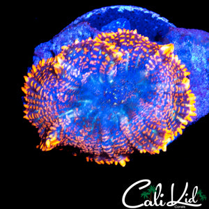 FLAME RIM RHODACTIS
