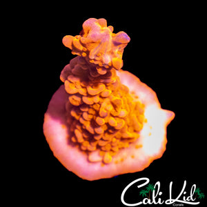 CK FLAMIN SETOSA