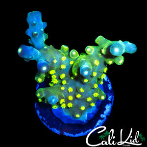 CK GOLDEN GODDESS ACRO