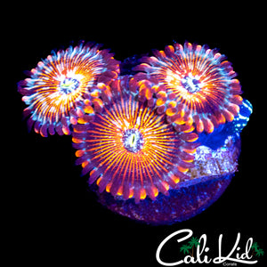 CB WHITE ZOMBIE TRIPLE