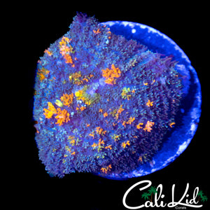 BEAUTIFUL RAINBOW BOUNCE MUSHROOM