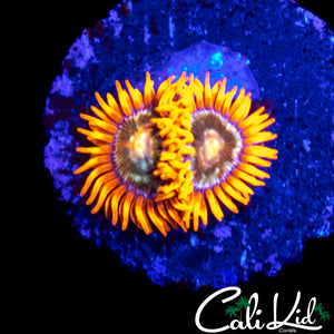 CK UNRELEASED ZOA DOUBLE