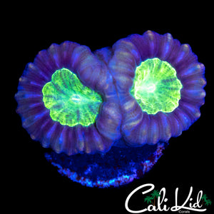PURPLE RIM CANDY CANE DOUBLE