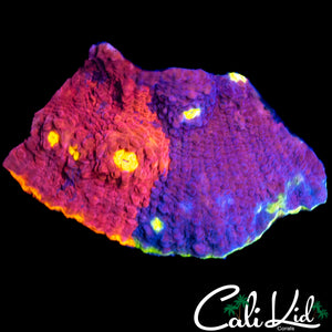 AMAZING HALF & HALF RAINBOW CHALICE
