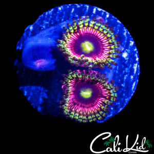 ULTRA YELLOW EYE PALY DOUBLE