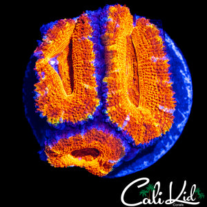 ULTRA ACAN LORD TRIPLE