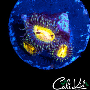 CK BITCOIN ZOA TRIPLE