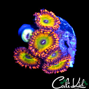 "CAR" TYPE ZOA MINI COLONY
