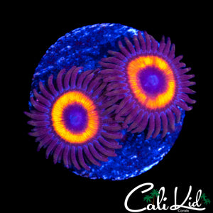 MYSTERY ZOA DOUBLE