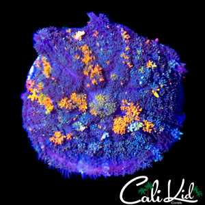 BEAUTIFUL RAINBOW BOUNCE MUSHROOM LARGE